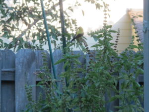 American goldfinches feed on basil seeds.