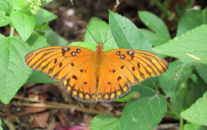 gulf fritillary butterfly