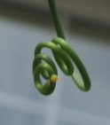 gulf fritillary butterfly egg on tendril