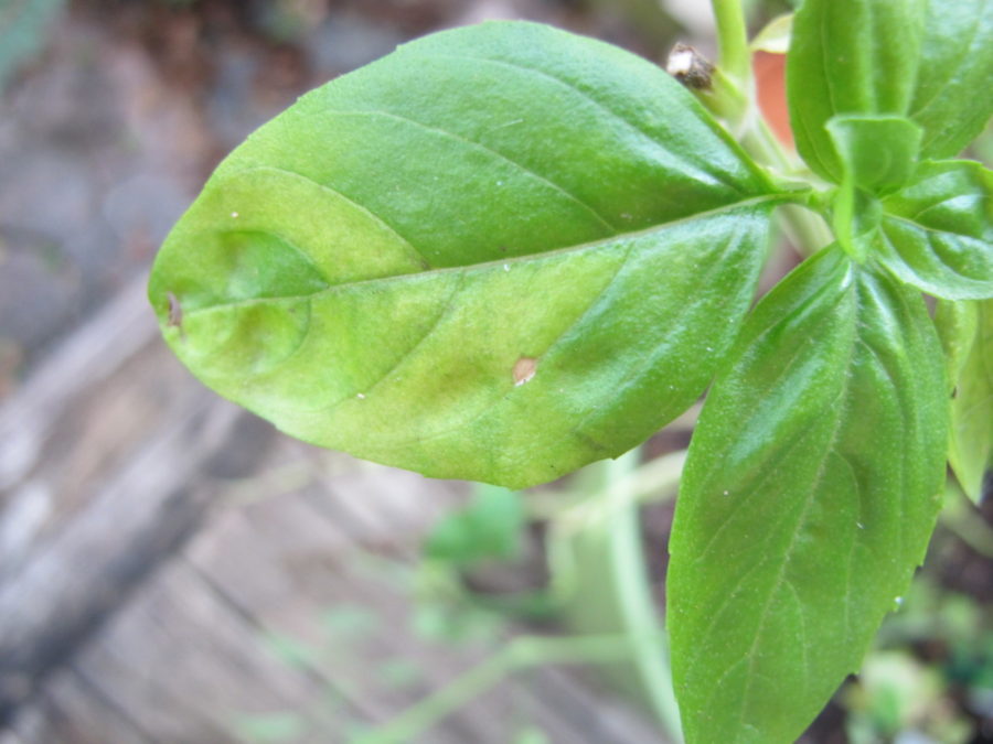 basil downy mildew