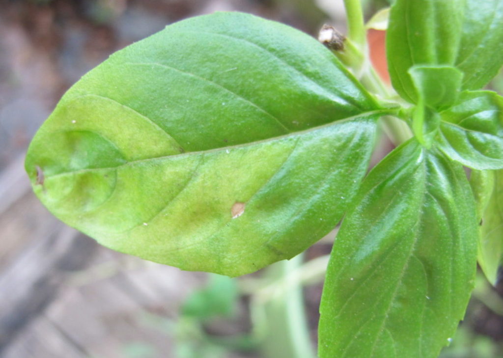 basil downy mildew