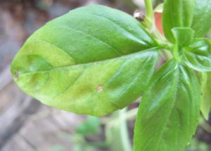 basil downy mildew