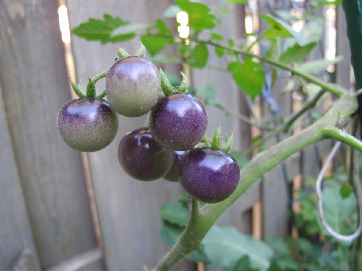 Tomato Blue Cream Berries seeds - Twining Vine Garden