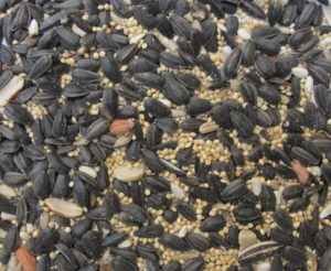 birdseed mix