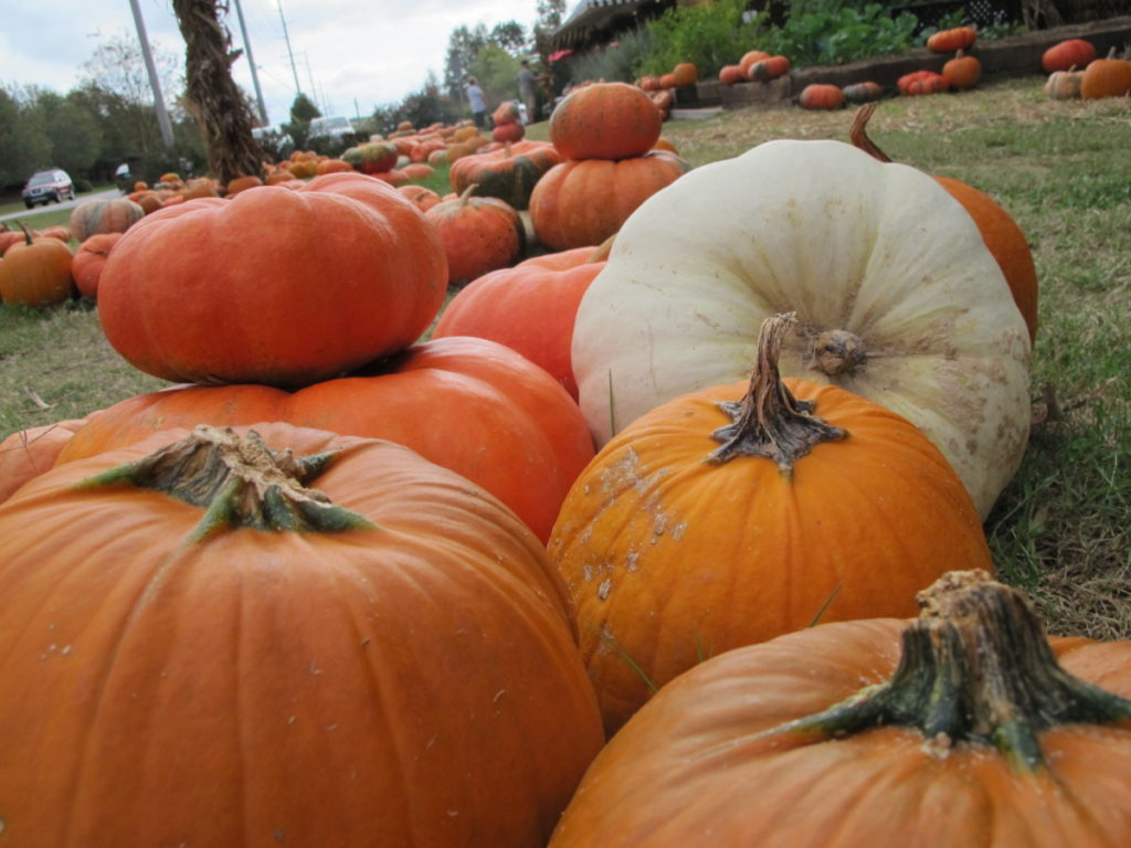 pumpkins, union market