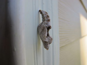 gulf fritillary butterfly chrysalis