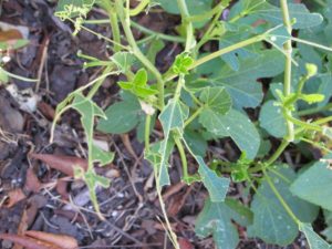 passion flower vine eaten by caterpillars