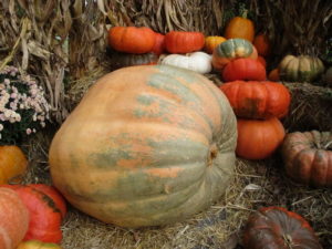 ~400 lb. pumpkin, union market