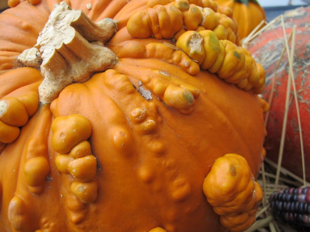 pumpkin sugar warts,