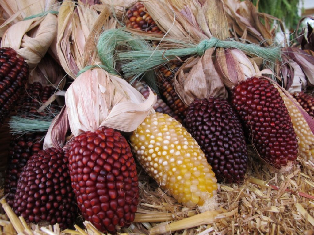 mini ornamental corn