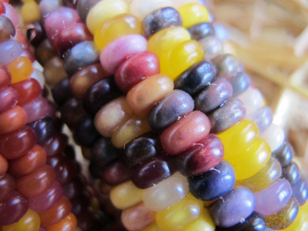 ornamental corn