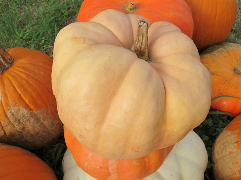 ?porcelain doll pumpkins