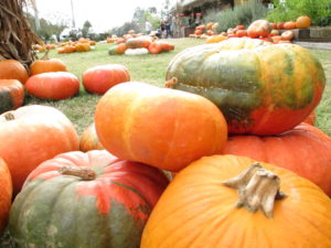 pumpkins, union market