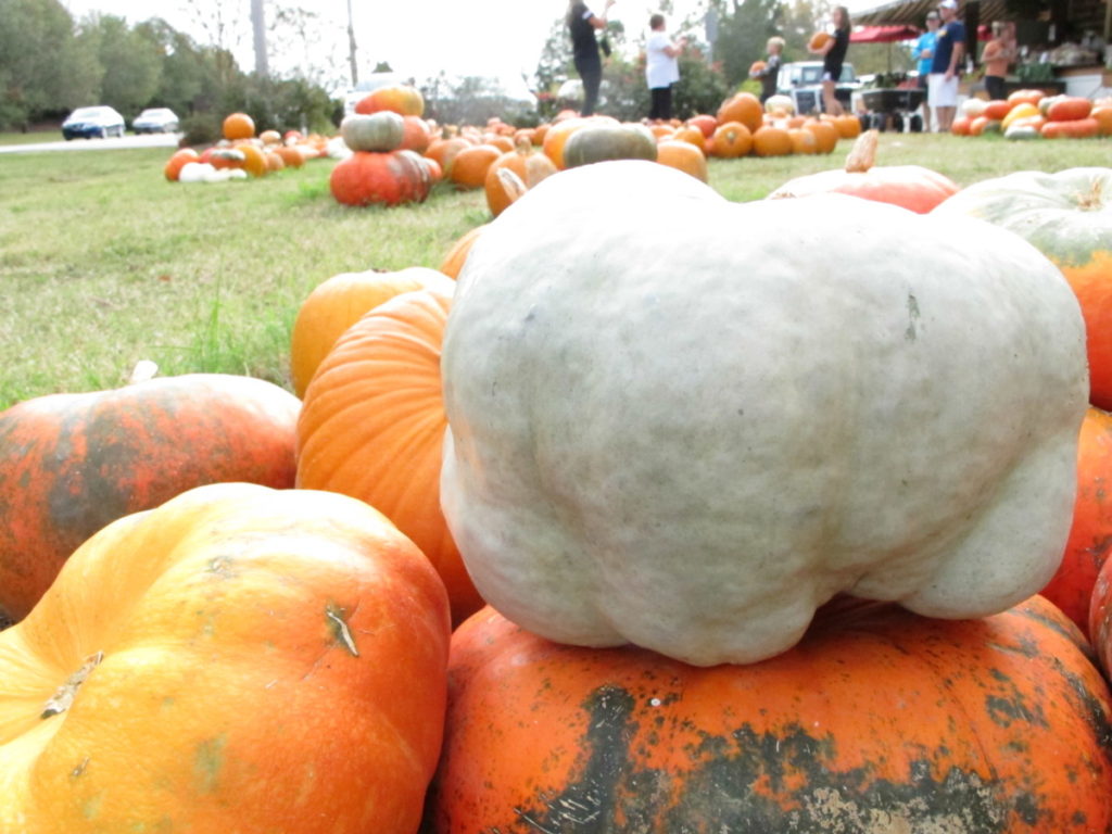 pumpkins, union market