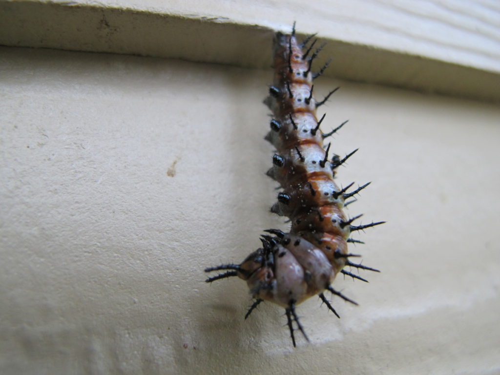 gulf fritillary caterpillar about to pupate