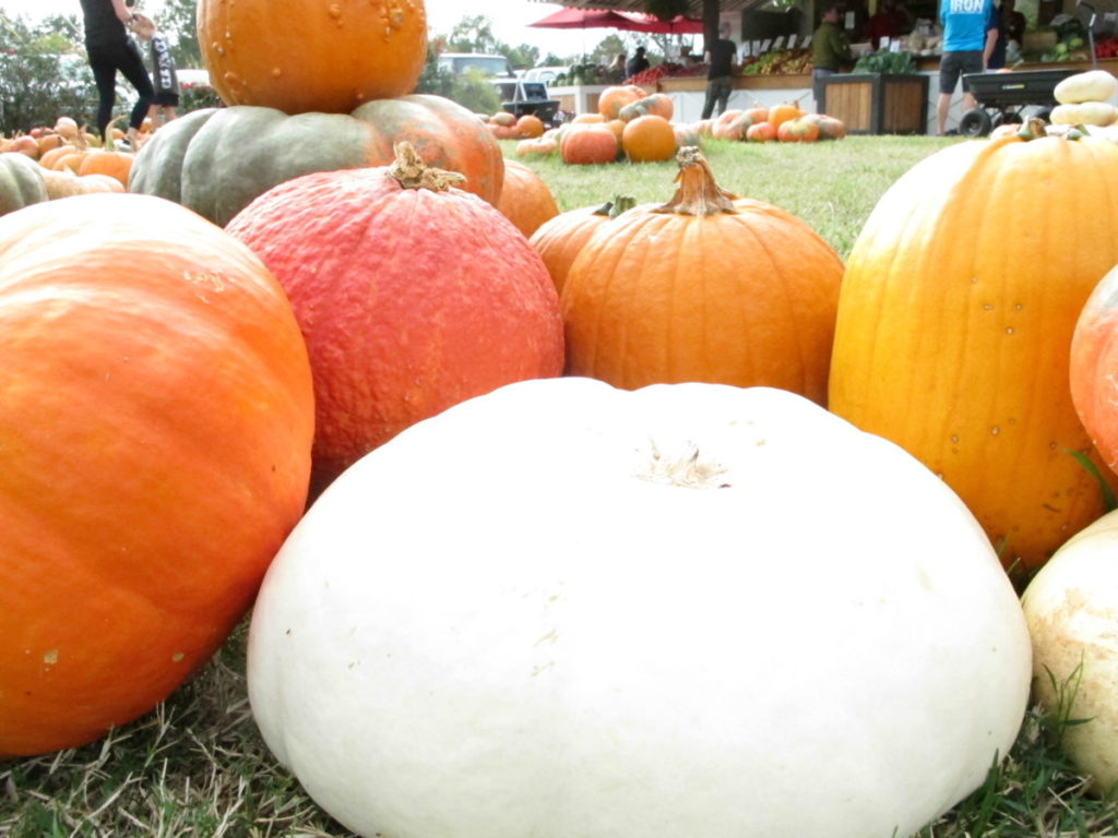 pumpkins, union market