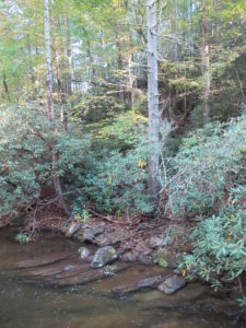 forest at South mountains state park, river, rhododendrons