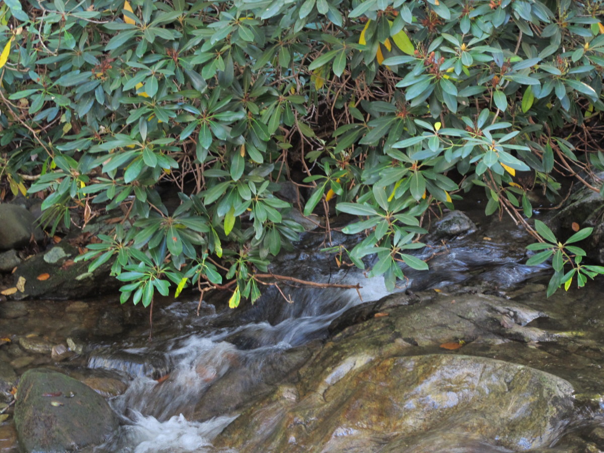 South Mountains state park, rhododendrons near river