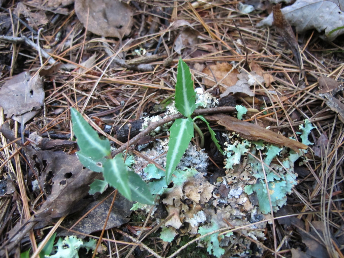 South Mountains State Park, pipsissewa