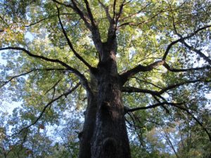 large tree, South Mountains state park