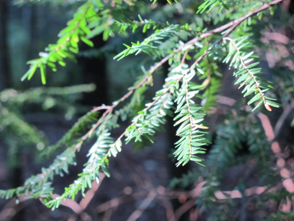 hemlock, South Mountains state park