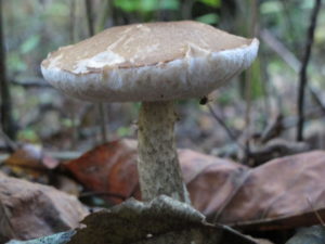 mushroom, South Mountains state park