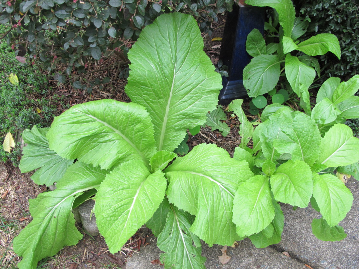 mustard greens, vegetables in containers