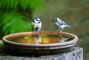 bird bath saucer