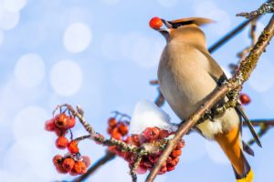 cedar waxwing