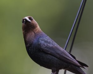 cowbird