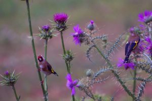 thistle, loved by American goldfinches