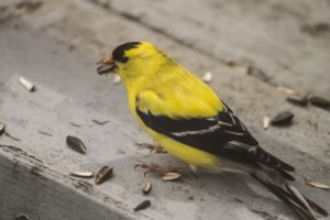American goldfinch, male