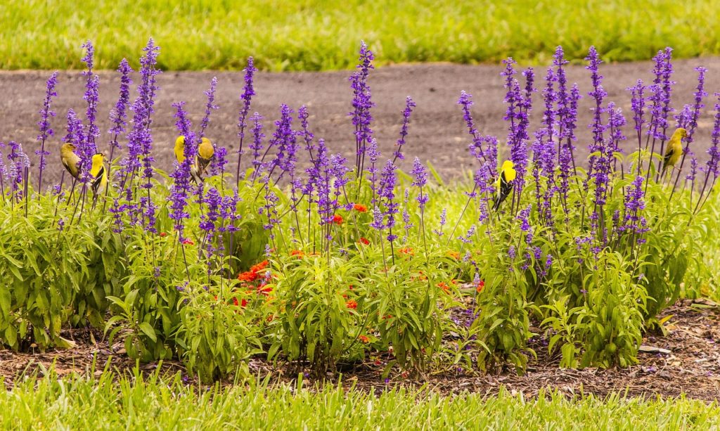 goldfinch feeding on salvia