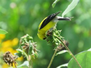 American goldfinches feed on sunflower