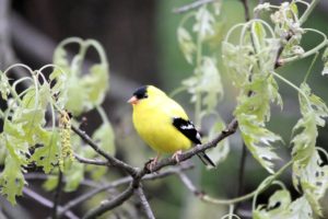 American goldfinch