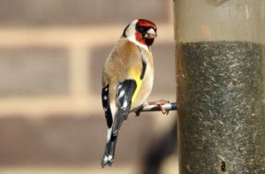 European goldfinch