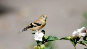 Female and winter plumage of American goldfinches is more pale.