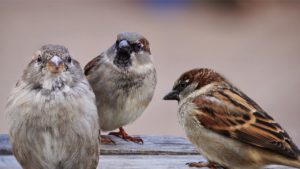 sparrows