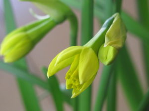 potted bulbs, daffodils