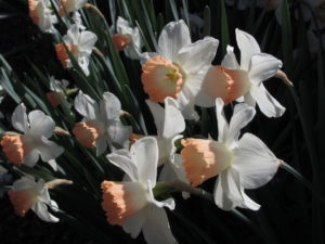 daffodil bulbs, pink and white
