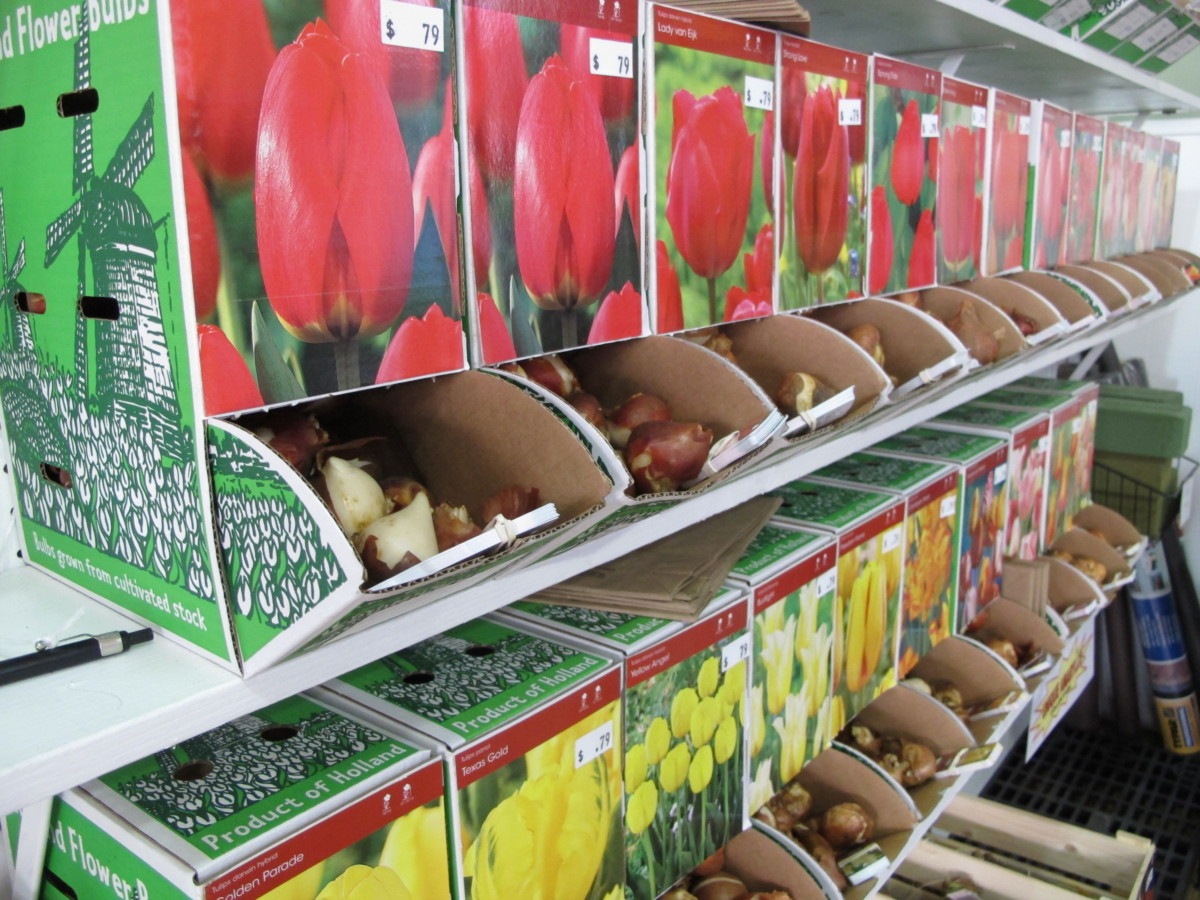 boxes of tulip bulbs