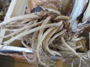 bulb with live roots