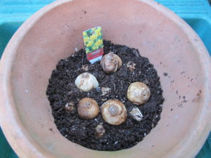 potted bulbs
