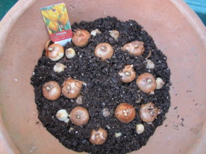 potted bulbs