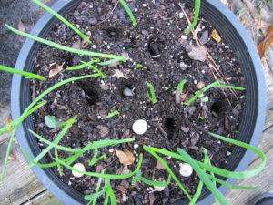 green onions from sets--easy vegetables in containers