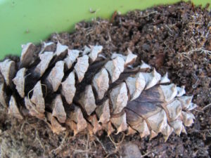 pine cone with sharp tips