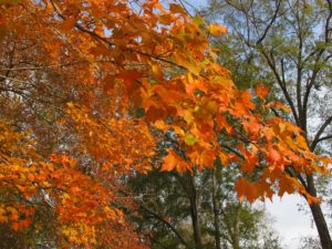 orange fall color, lincolnton nc