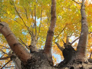trees from below, yellow fall foliage