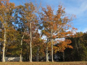 trees in fall color