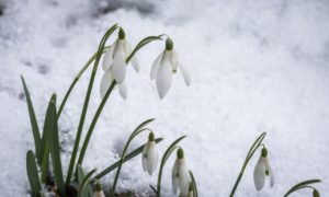 snowdrops